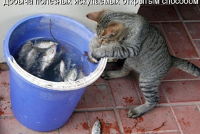 Лучшие котоматрицы недели
