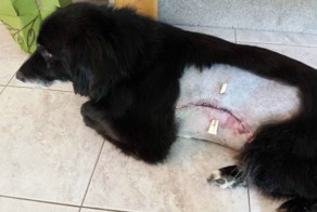 Собаке вырезали огромную опухоль