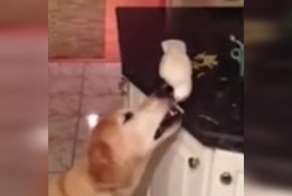 Попугай накормил пса 