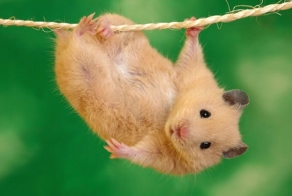 Смешные гифки с хомяками 