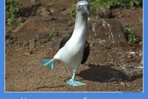 МОТИВАТОРЫ