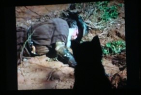 Кошка которая любила смотреть кино.