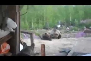 Три медведя на Камчатке