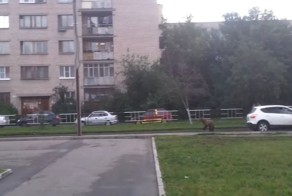 Сотрудники вологодского цирка гонялись за медведем по городу