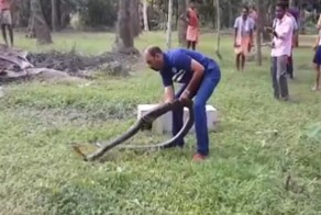 Змеелов спасает огромную королевскую кобру