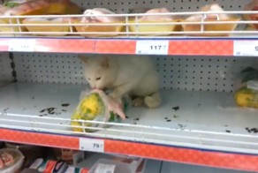 Тем временем в магазине...