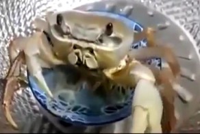 Краб ест лапшу