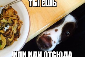 Милые и забавные животные!