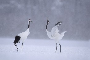 Удивительные съёмки животного мира
