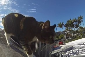 Приключения кота-паркурщика