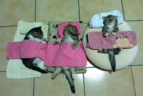 Забавных котэ подборка