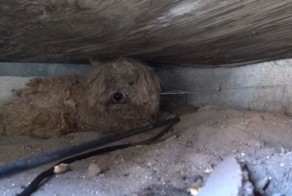 Спасение пса, год ждавшего возвращения своего умершего хозяина