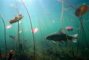 Речная подводная жизнь. Продолжение.. (окунь и др).
