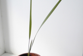 Что может вырасти из косточки?