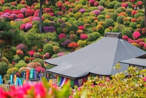 Азалии храма Офуна Каннон