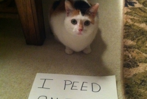 Откровения котэ (20 фото)