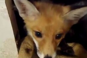 Маленький и любопытный лисенок