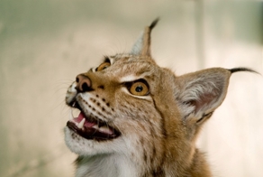 Спасение рыси из капкана.