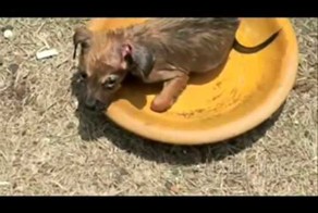 Люди приходят на помощь попавшим в беду животным.