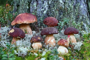 По грибочки...