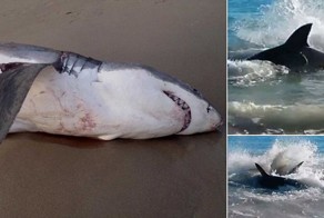 Тщательно пережевывайте пищу!