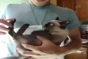 Котенок пьет молоко как ребенок