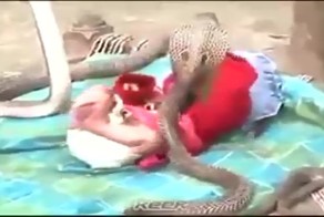 Кобры охраняют спящего малыша