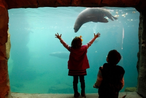 Мы и животные