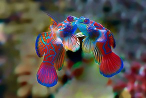 Поцелуи животных