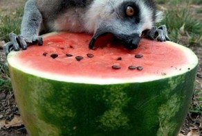 БЛИН...Я думал,что только я один арбузы люблю...