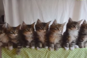 Тест на рефлекс у котяток