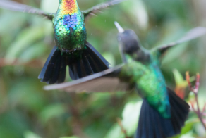 Колибри крупным планом