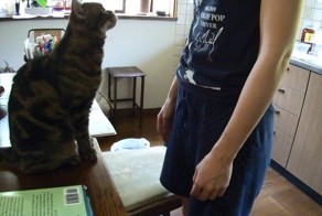 Кошка вежливо просит почесать её