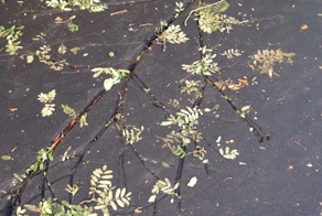 Как нужно правильно укладывать асфальт во дворе дома