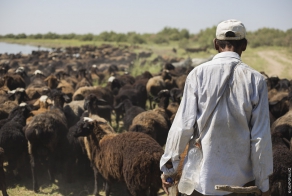 Казахский чабан