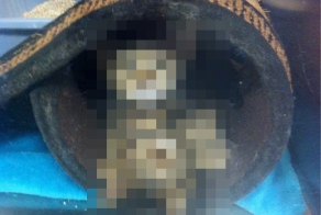 Проходил мимо , как то в зоомагазине)