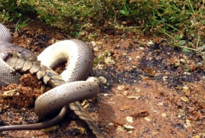 Питон перекусил крокодилом