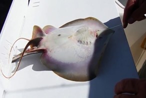 Рыбаки помогли скату родить