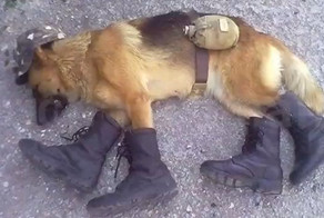 Самая злая  спящая боевая собака в мире!