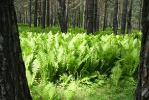 Некоторые факты о папоротнике