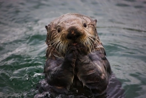 Удивленные животные