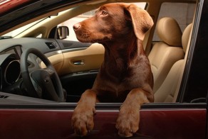 Как перевозить животных в автомобиле