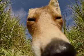 Ну очень вкусная камера