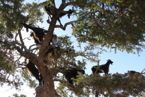 Марокко: козы на деревьях