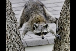 Веселые зверушки )))))))