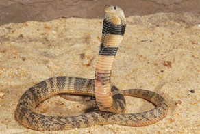 Самые сильные яды в природе и самые ядовитые животные.