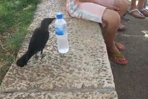 Животные жгут )))))))))))