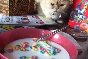 Милые и забавные животные 