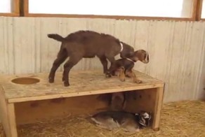 Коза пытается помочь застрявшей подруге