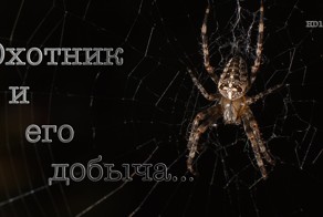 Охотник и его добыча...